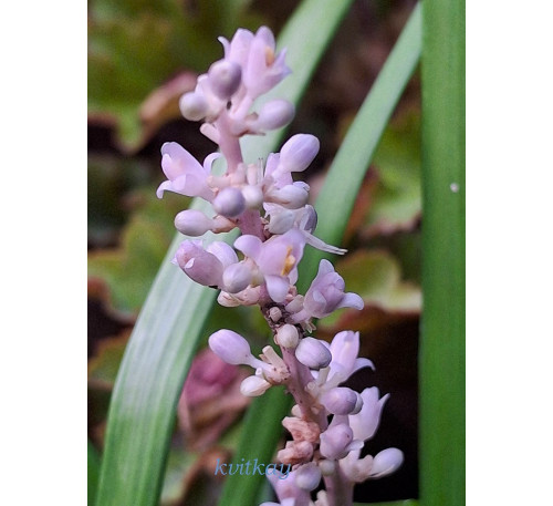Офіопогон японський (Ophіopogon japonicus)